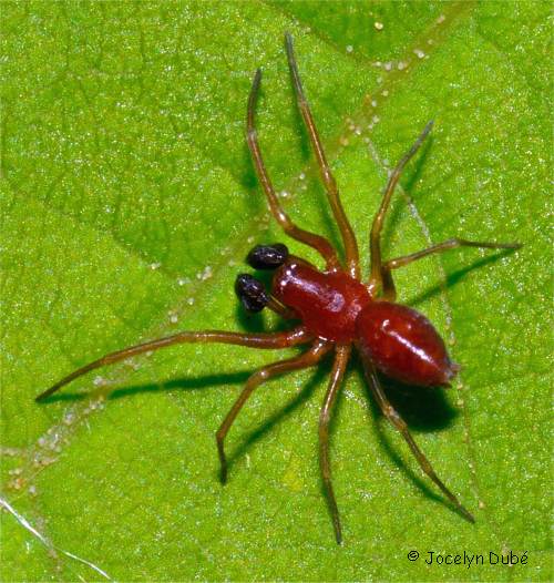 Emblyna sublata