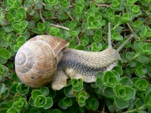 Photo d'escargot sur une plante