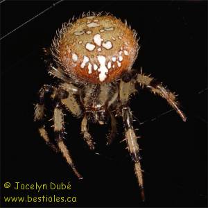 Araneus