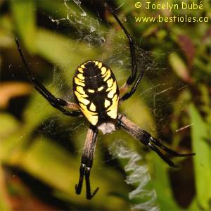 Argiope