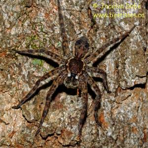 Araign�e patineuse