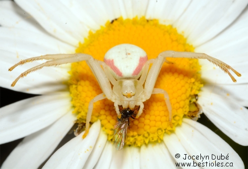 Photo d'une Misum�ne variable (Misumena vatia)
