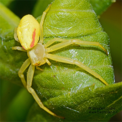 Photo de Misum�ne variable jaune (Misumena vatia)