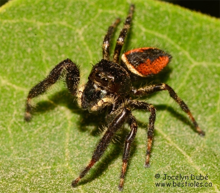 Photo de Phidippus johnsoni
