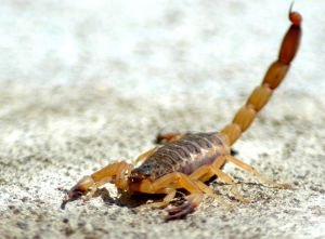 Photo de scorpion