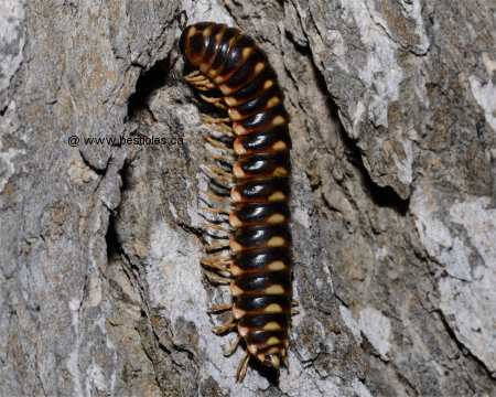 Photo de Sigmoria Trimaculata