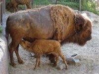Photo de bison et son bébé
