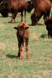 Photo d'un bébé bison