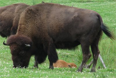 Bison