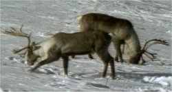 Photo de caribou