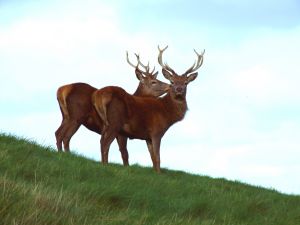 Photo de cerfs