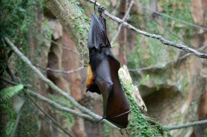 Photo de chauve-souris