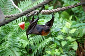 Photo de chauve-souris