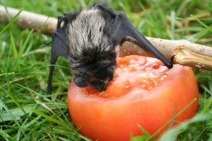 Photo d'une chauve souris qui mange