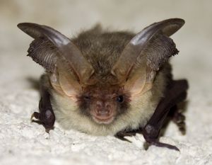 Photo de chauve-souris