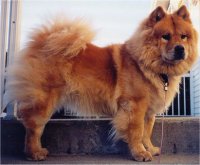 Photo d'un chien - Chowchow