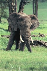 Photo d'un �l�phant d'Afrique