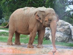 Photo d'un �l�phant d'Asie
