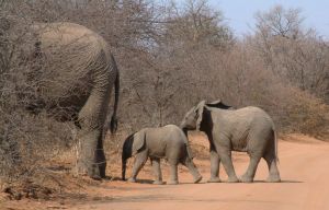Photo d'un b�b� �l�phant