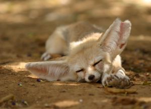 Photo de fennec - Renard des sables