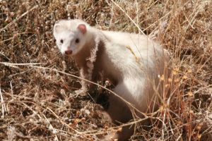 Photo d'un furet blanc
