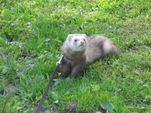 Photo d'un furet
