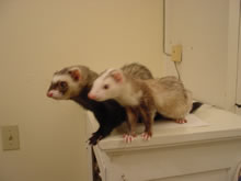 Photo de furets