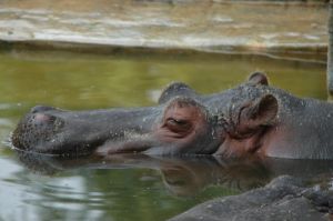 Photo d'un hippopotame dans l'eau