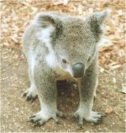 Photo de koala