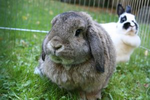 Photo de lapins
