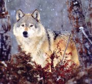 Photo de loup