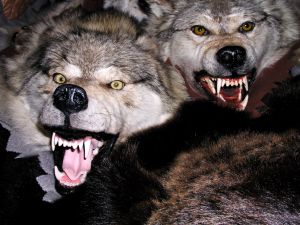 Photo de loups