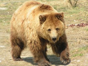 Photo d'un ours brun