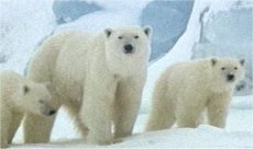 Photo d'ours polaire
