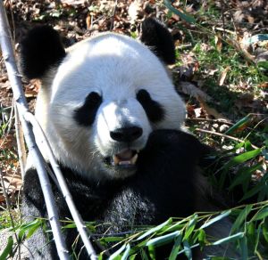 Photo d'un panda qui mange