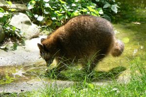 Photo d'un raton laveur