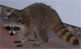 Photo de raton-laveur