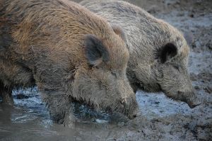 Photo de sangliers