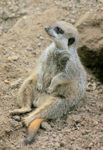 Photo de suricate