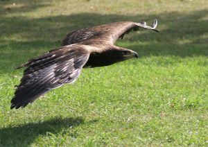 Photo d'un aigle qui vole