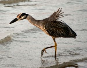 Photo d'une aigrette