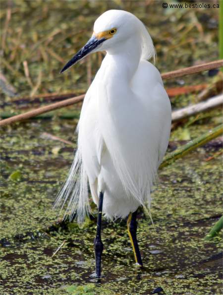 Photographie d'aigrette neigeuse