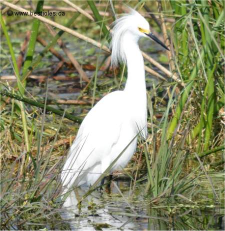 Photo d'une aigrette neigeuse