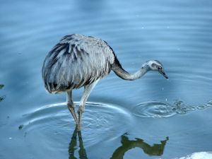 Photo d'un b�b� autruche