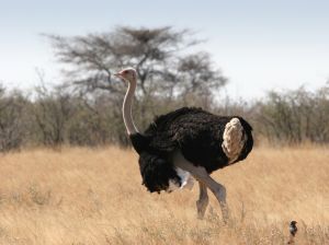 Photo d'une autruche