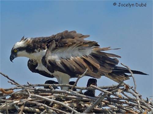 Balbuzard p�cheur et ses petits au nid