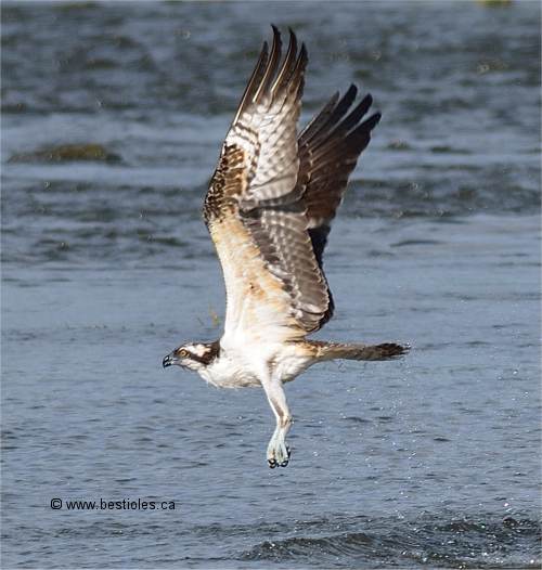 Photo d'un balbuzard p�cheur