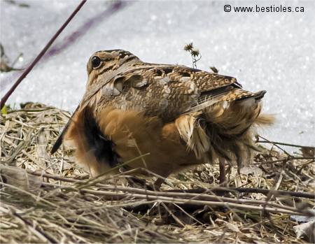 Photographie d'une b�casse d'Am�rique