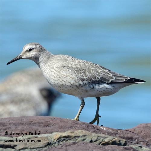 Photographie d'un bécasseau maubèche