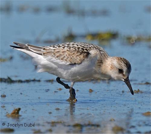 B�casseau sanderling